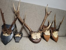 Rehstangen Geweihe Abwurfstangen 5 Stück Trophäen Holzbrett Hirschgeweih Deko