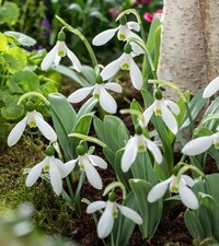 Galanthus Blumenzwiebeln Zwiebeln Blumen Schneeglöckchen Mount Everest 5 St.