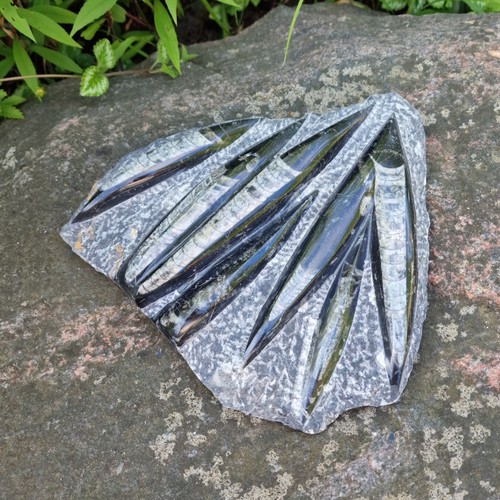 Budawi orthoceras platte - orthoceras,