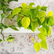1x Philodendron Neon Ableger