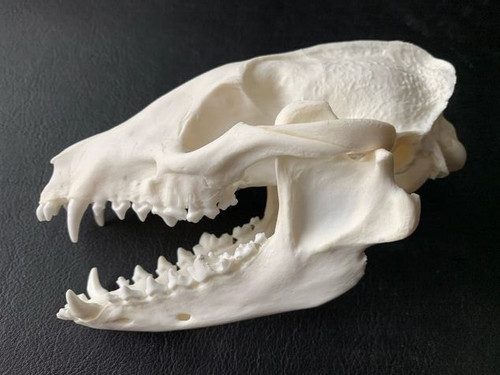 Schädel marderhund a1 - m8,