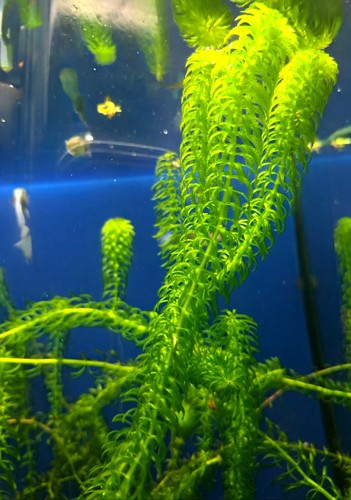 Wasserpest egeria najas - -,