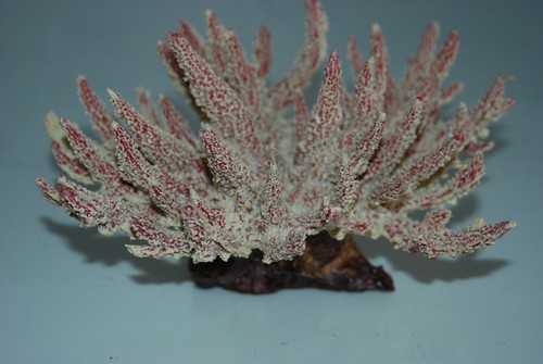Aquarium detaillierte weiße - , &