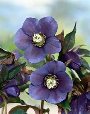 Helleborus x or. 'Blue Lady', Christrose, blauviolett, ca. 11x11 cm Topf