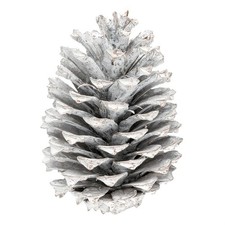 NaDeco Pinus Maritima 10-14cm