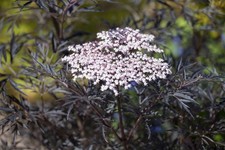 Sambucus nigra 'Black Lace'