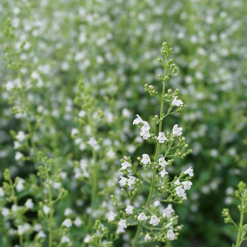 Blumixx stauden calamintha - blumixx,