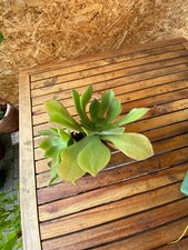 Aeonium canariense var. Virgineum  Breite bis ca. 25 cm