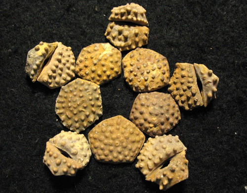 Pennsylvanian ethelocrinus - pennsylvanian,