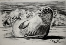 Robbi  Kohlezeichnung 19 x 29
