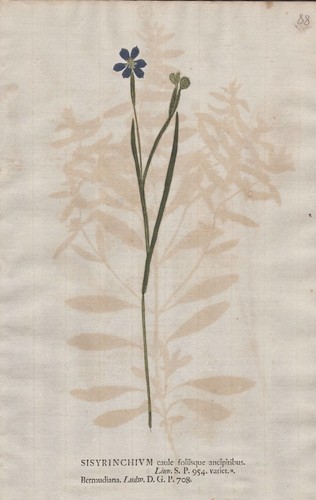 Sisyrinchium grasschwertel - sisyrinchium,