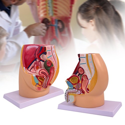 Anatomisches modell des - modell,