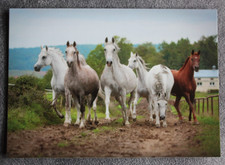 Postkarte Gestüt Bialka,Araber Pferd,Arabische Pferde,Tiere,AK,Ansichtskarte,CZ