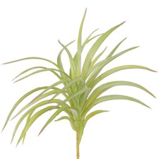 Grüne Tillandsie Künstliche