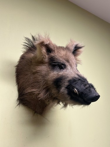 Wildschweinkopf wildschwein - wildschweinkopf,,