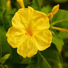 Mirabilis jalapa Wunderblume
