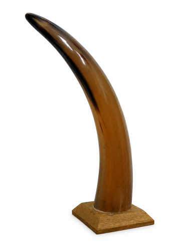 Großes kuhhorn natur auf holz - natur,
