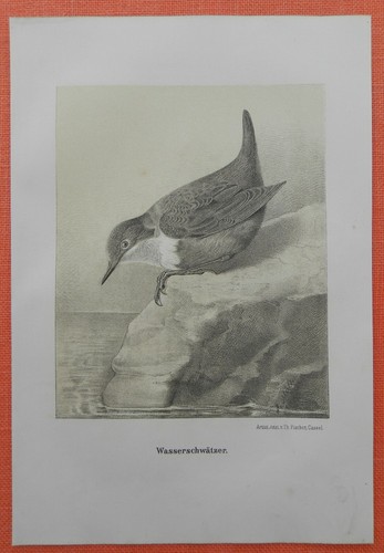 Schmätzer saxicolinae - schmätzer,