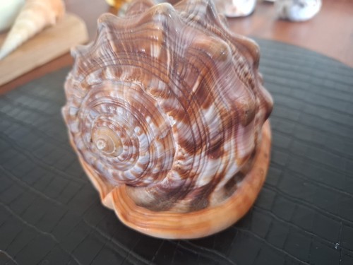 Rote helmschnecke cassis - helmschnecke, rufa