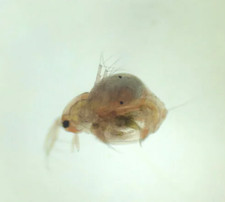 Moina Macrocopa pure Eier