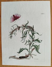 Maria Sibylla Merian