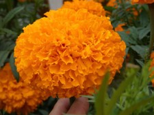Studentenblume - , !!!!!