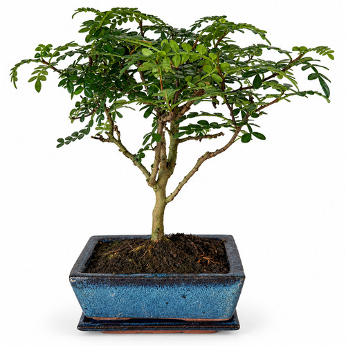 Bonsai japanischer pfefferbaum - japanischer,