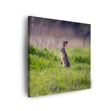 Leinwand-Bilder Tiere Hase