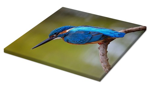 Leinwandbild eisvogel auf - leinwandbild,