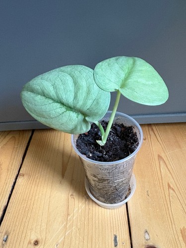 Scindapsus platinum - scindapsus,