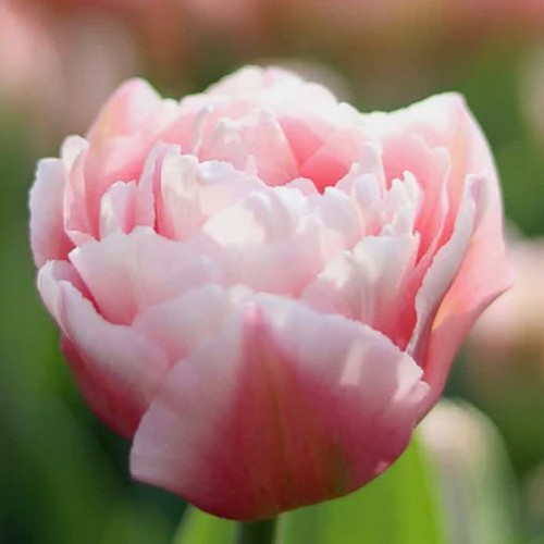Blumenzwiebeln tulpen gefüllt - tulpen,