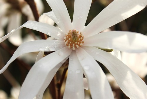 Magnolia stellata - magnolia,