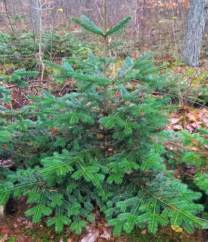 Weihnachtsbaum nordmanntanne - weihnachtsbaum,