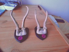 A-08  Jagdtrophäen Brett