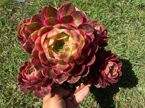 Aeonium yun variegated - aeonium, he