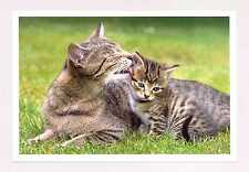 1 AK Katze "Putzteufel" - Harenberg   =(^..^)= ___~~ +