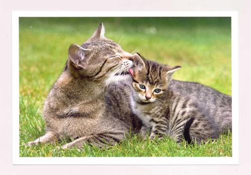 Postkarte katze - 1,