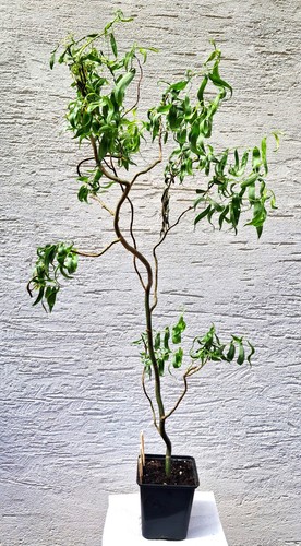Bonsai korkenzieherweide - bonsai,