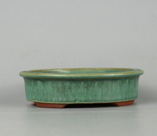 Japanischer TOKONAME Bonsai