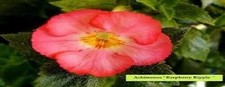Achimenes Double Imported