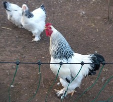 Brahma (keine)Bruteier