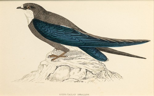 Schwalbe spine tailed - spine-tailed, swallow