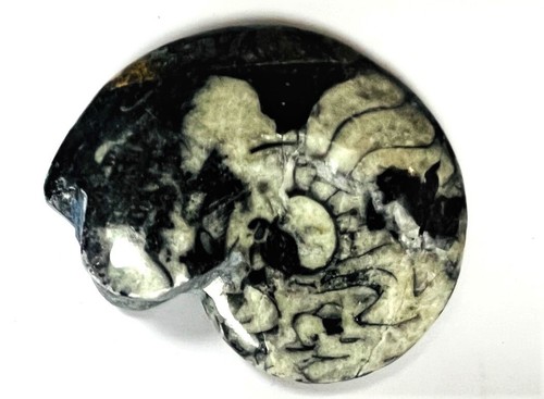 Fm0015 goniatit ammonit fossil - goniatit,
