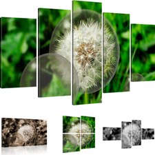 Bilder pusteblume löwenzahn - bilder,