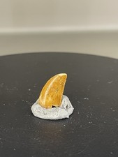 Deltadromeus Zahn/ Raptor Zahn