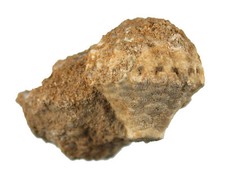 Karbon  Batocrinus sp