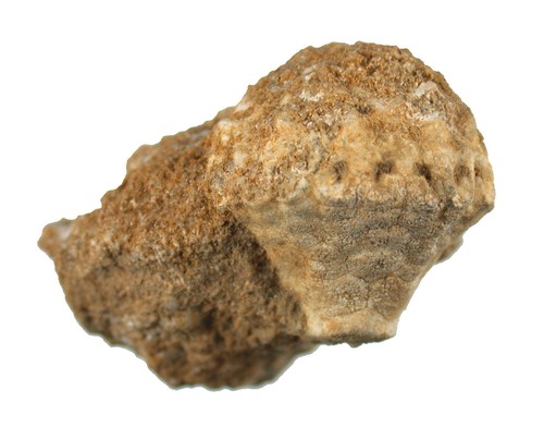 Karbon batocrinus sp - batocrinus,