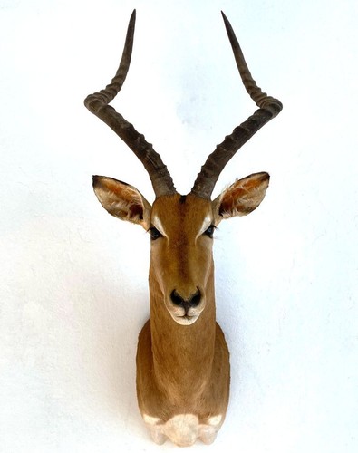 Impala schultermontage - impala,