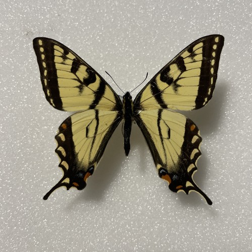 Entomologie papilio glaucus - entomologie*papilio,