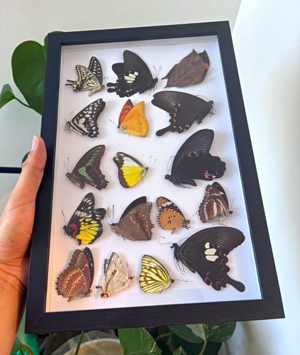 Echte schmetterlings sammlung - echte, schmetterlings-sammlung